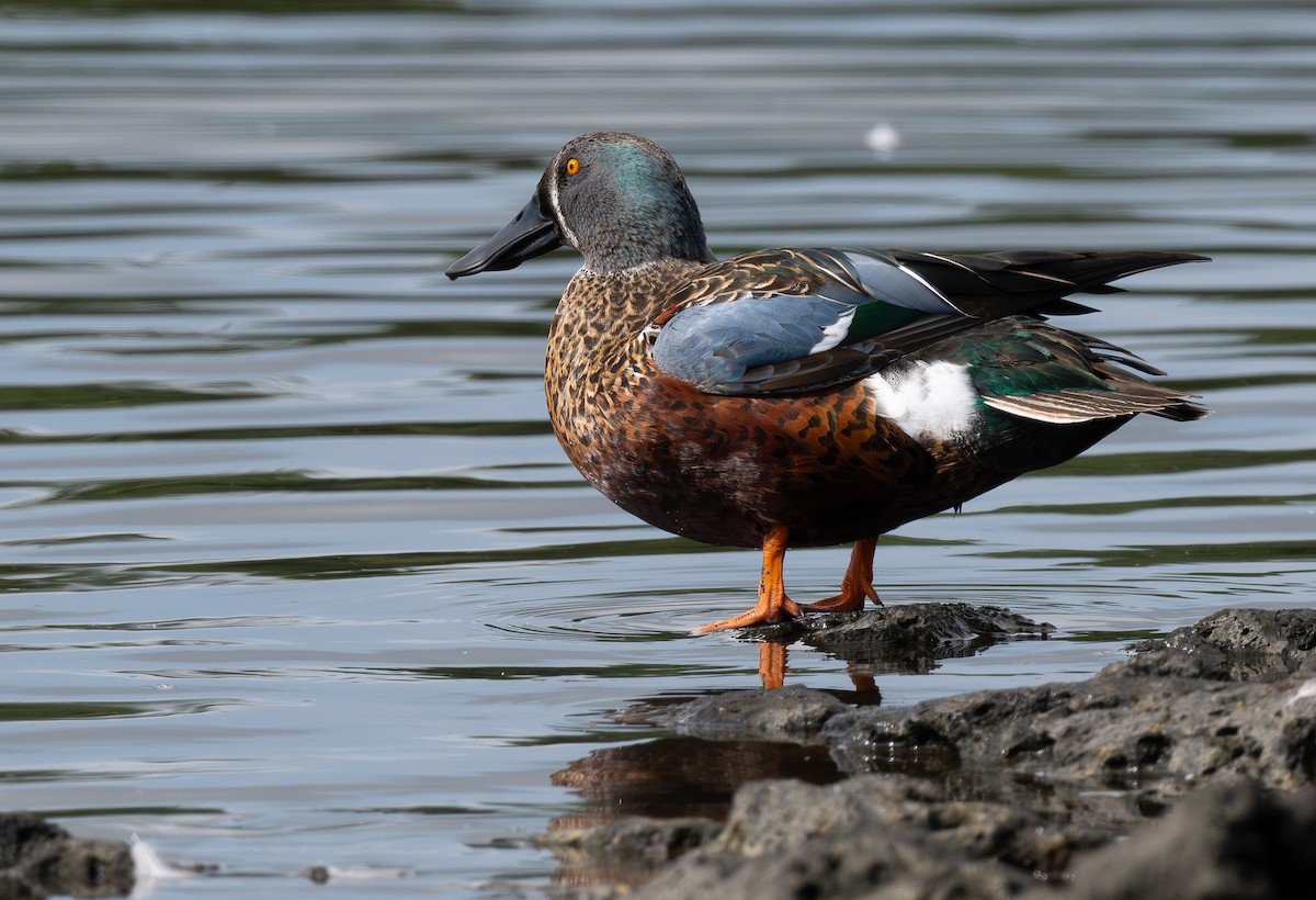 Australasian Shoveler - Miguel  Mejias