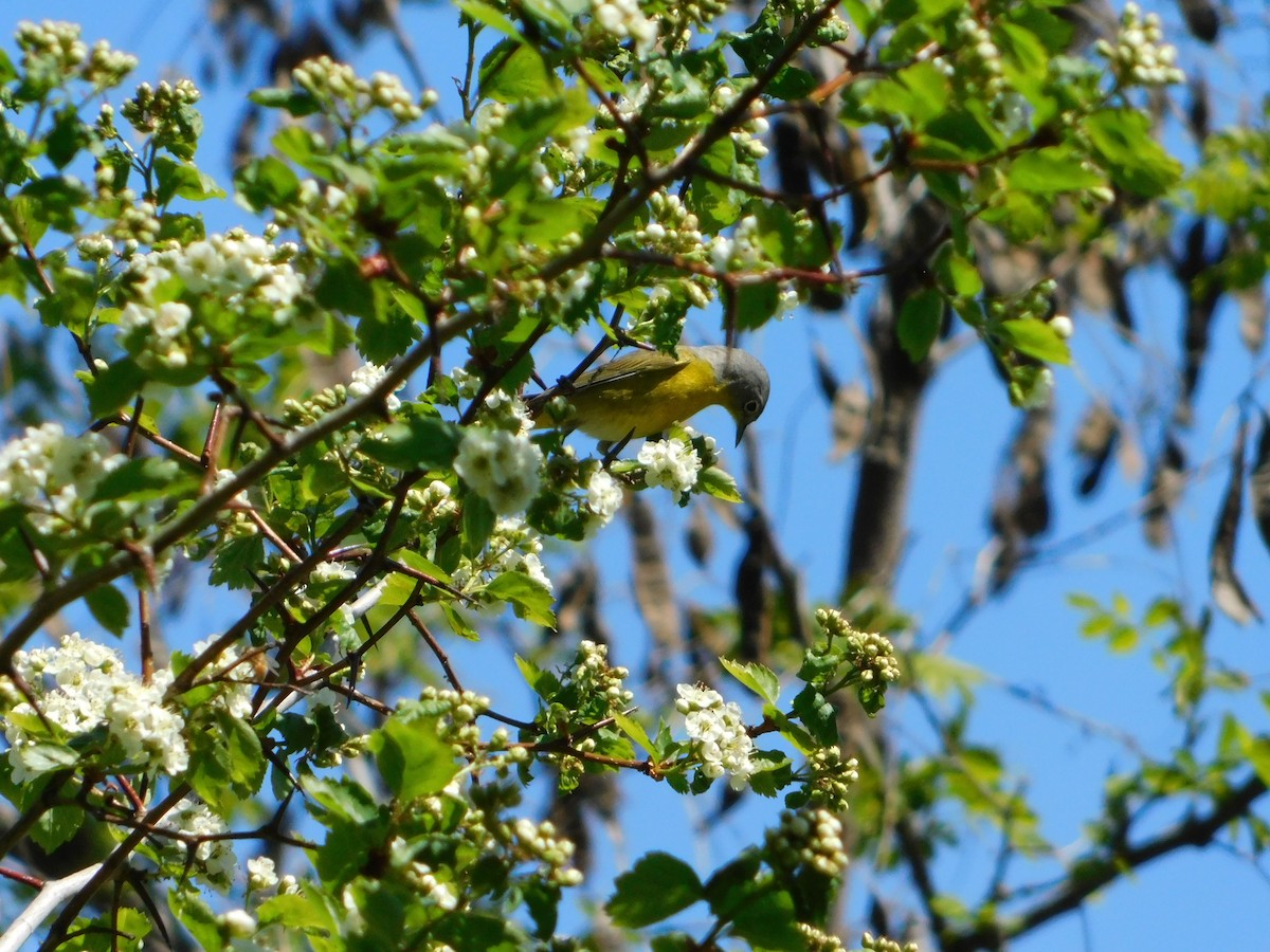 Nashville Warbler - ML618588755