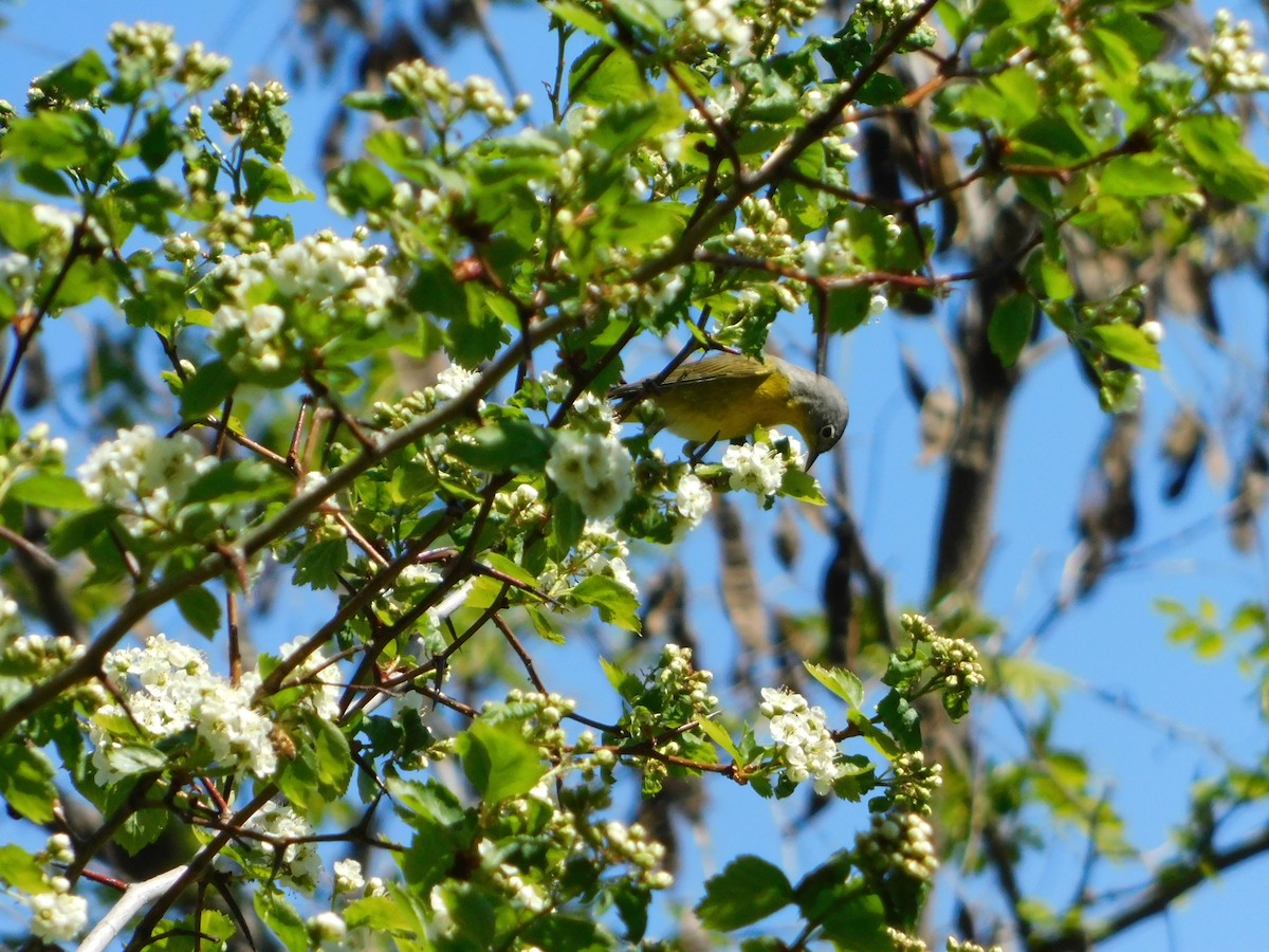 Nashville Warbler - ML618588758