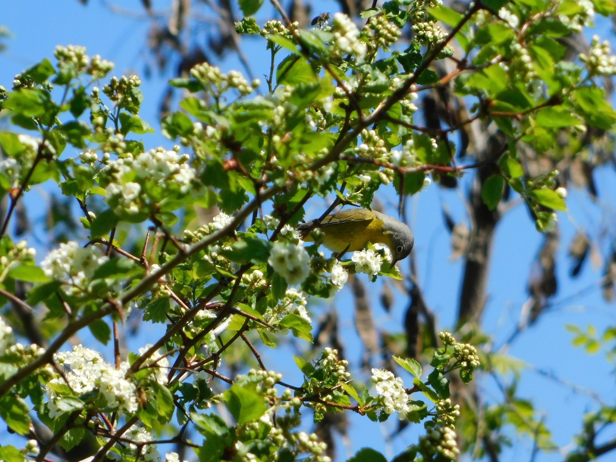 Nashville Warbler - Nathaniel Cooley