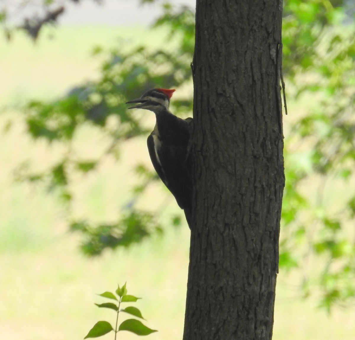 Pileated Woodpecker - Jane Icenogle