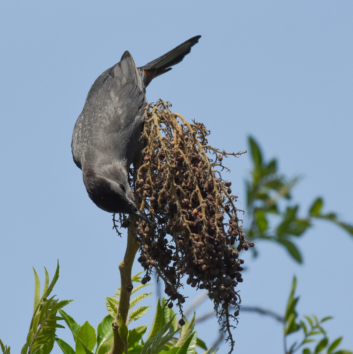 Gray Catbird - ML618588800