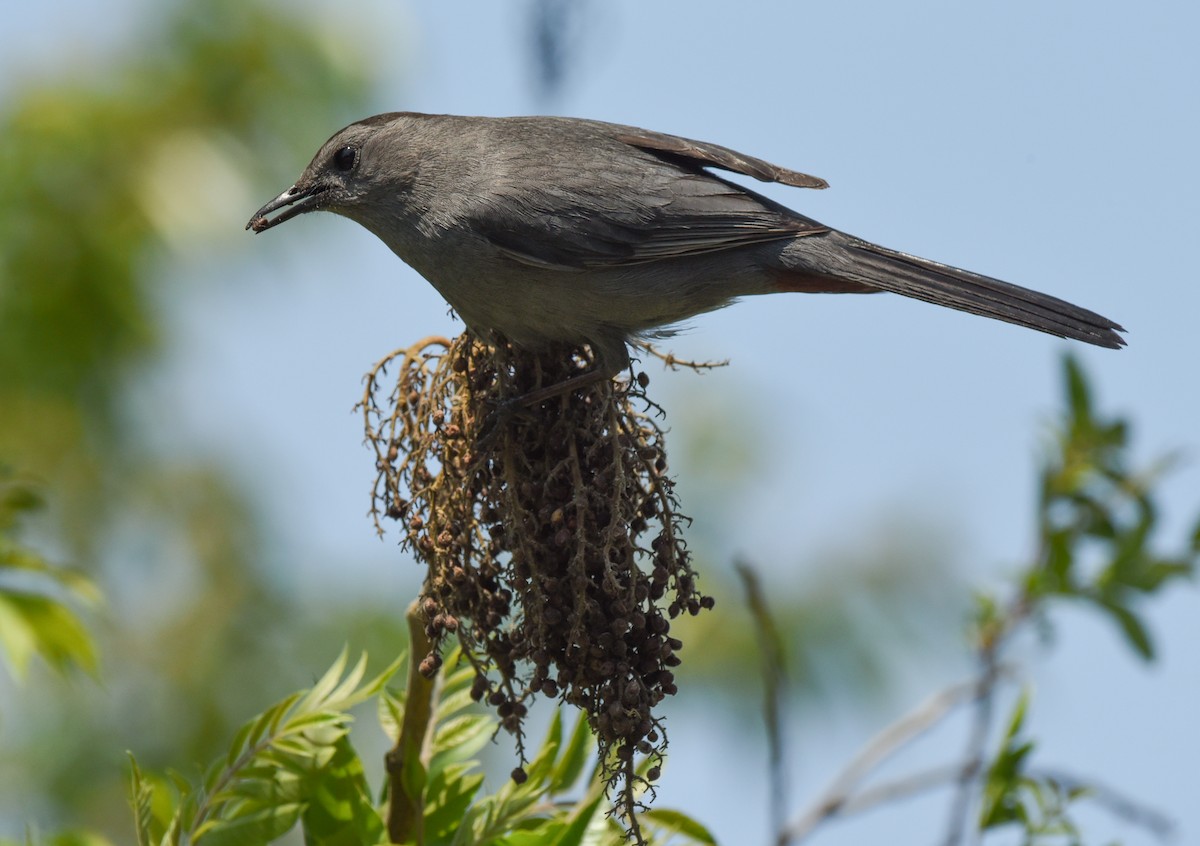 Gray Catbird - ML618588804