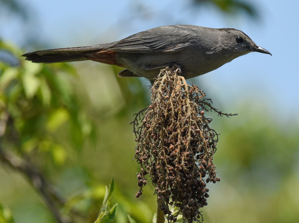 Gray Catbird - ML618588805