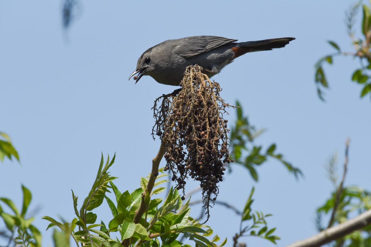 Gray Catbird - ML618588806