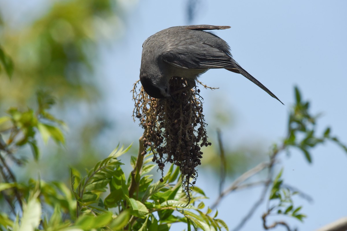 Gray Catbird - ML618588807