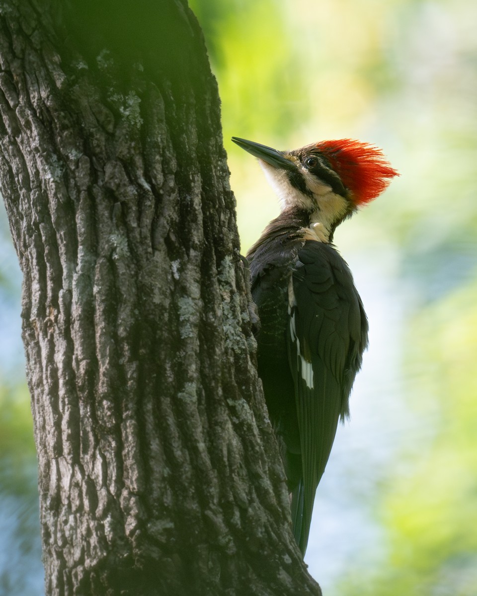 Pileated Woodpecker - ML618588848