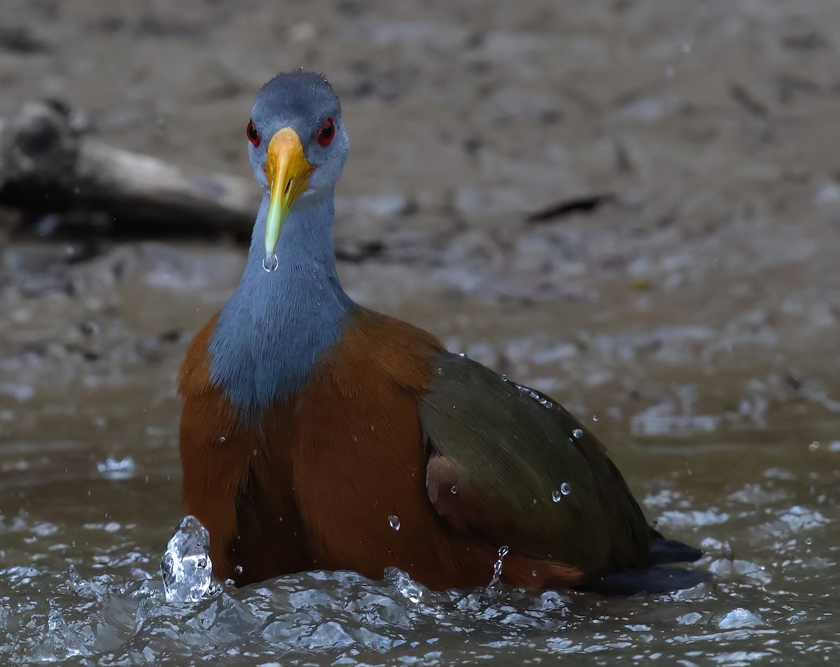 Russet-naped Wood-Rail - Sally Veach