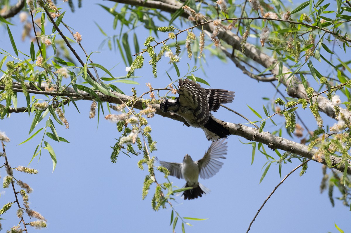 Downy Woodpecker - ML618588873