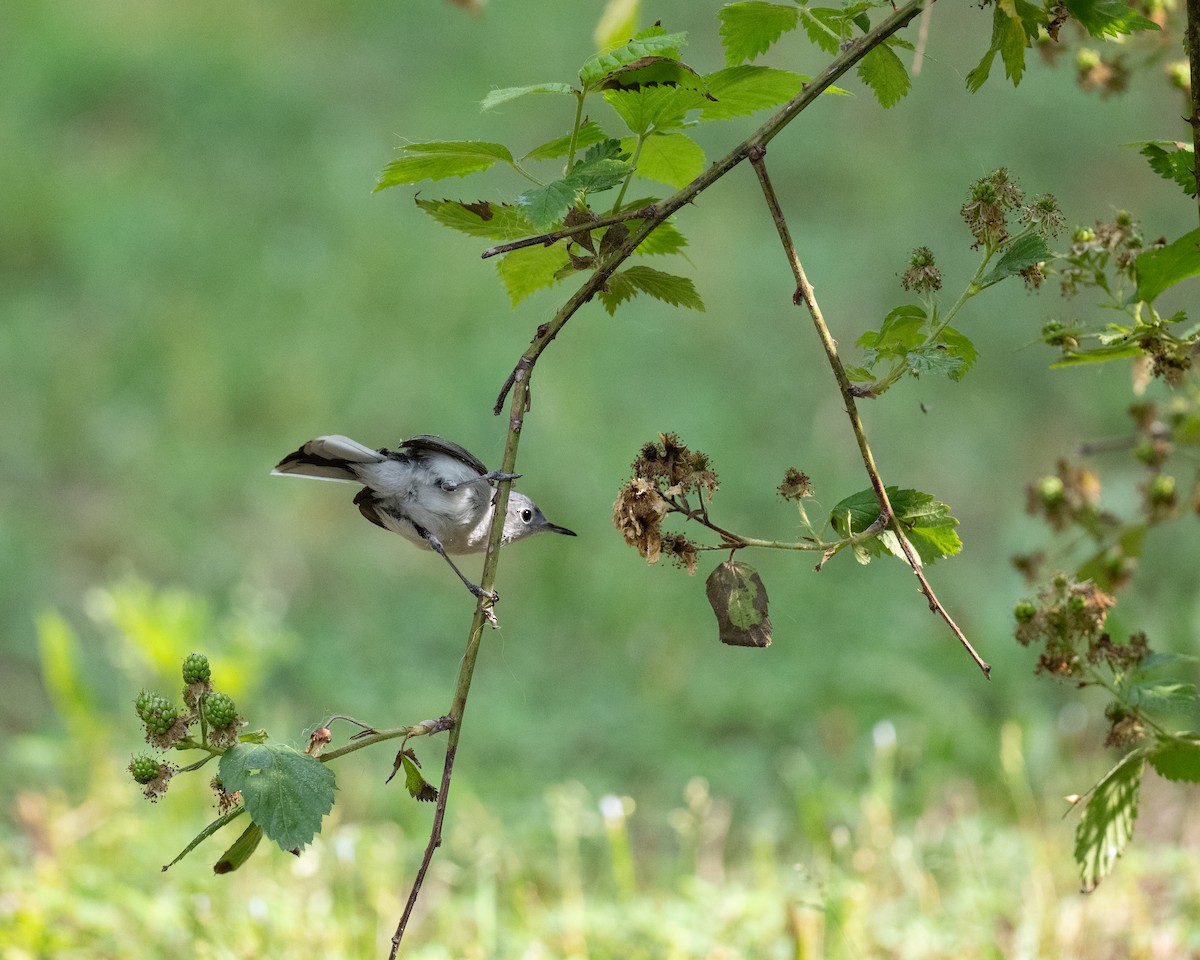 Blue-gray Gnatcatcher - ML618588884