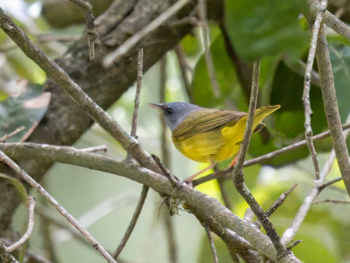 Mourning Warbler - ML618588902