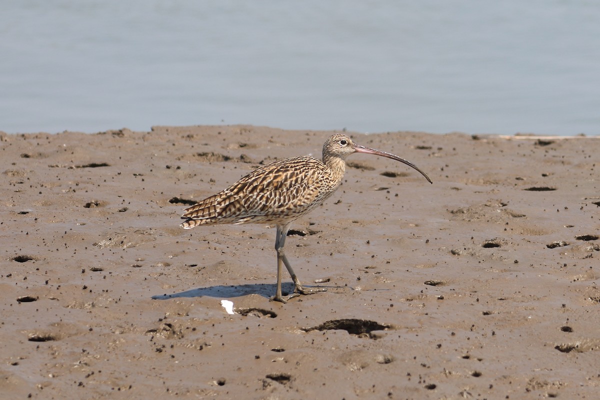 Far Eastern Curlew - ML618588921