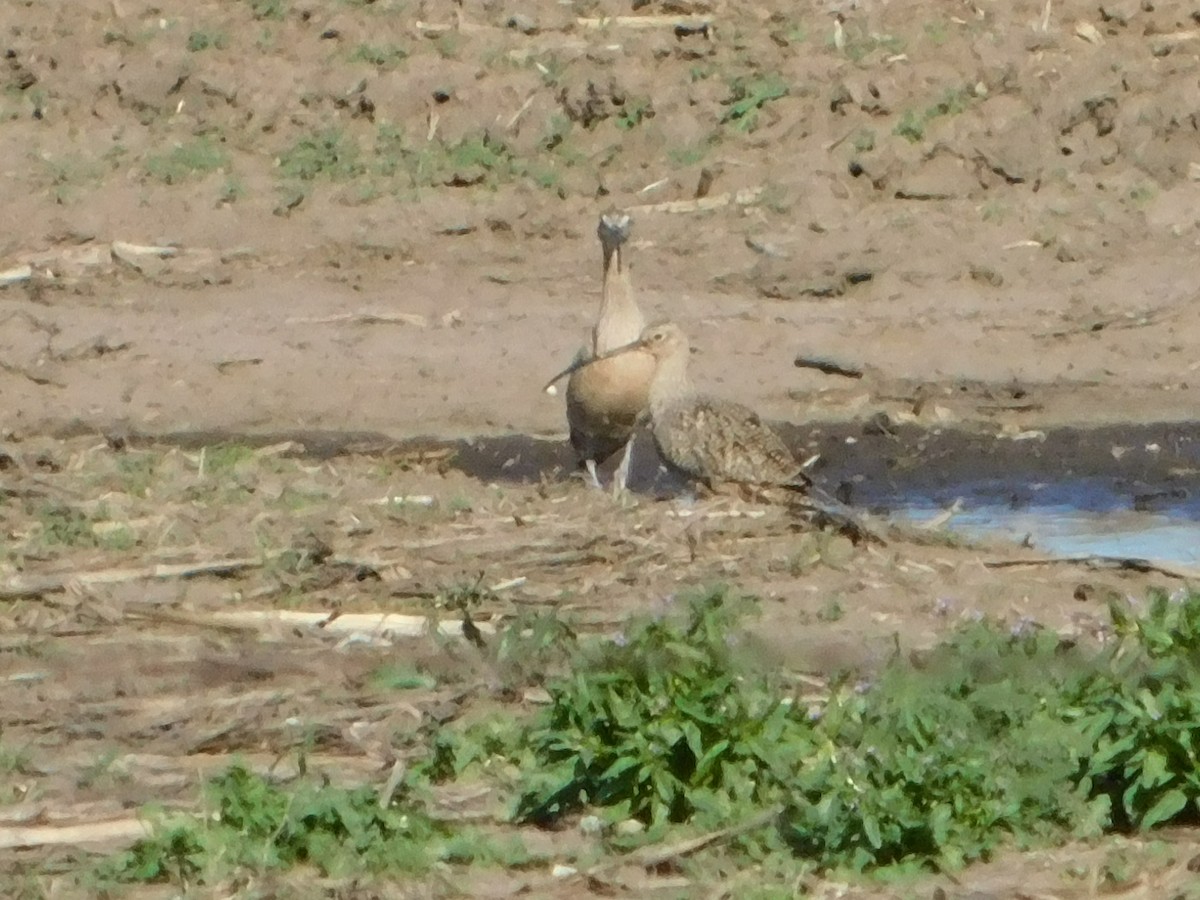 Long-billed Curlew - Nathaniel Cooley