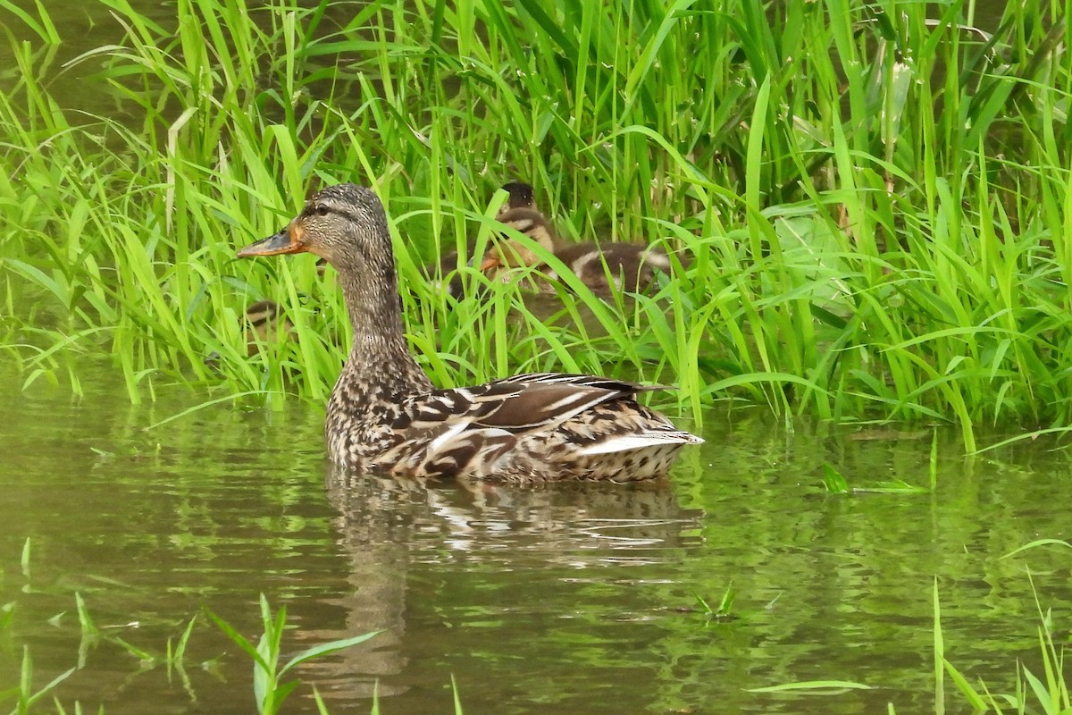 Canard colvert - ML618588949