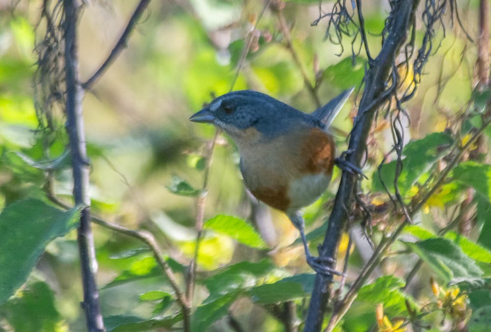 Buff-throated Warbling Finch - Anderson  Sandro
