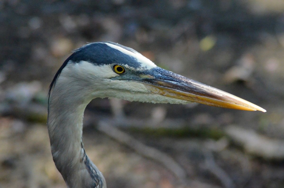 Great Blue Heron - Carly Jones