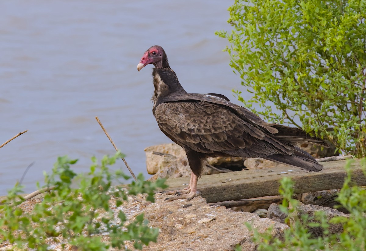 Turkey Vulture - ML618589007