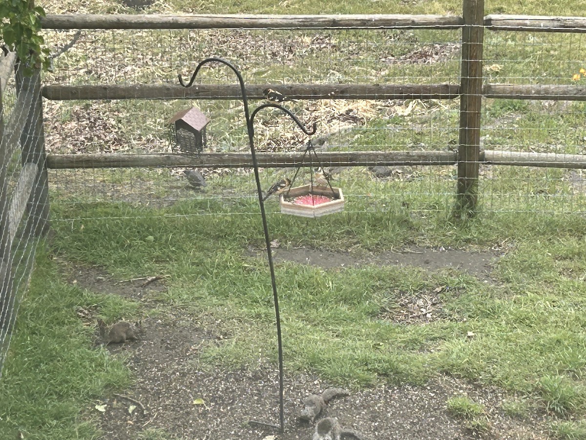 Rose-breasted Grosbeak - Jeff Webster