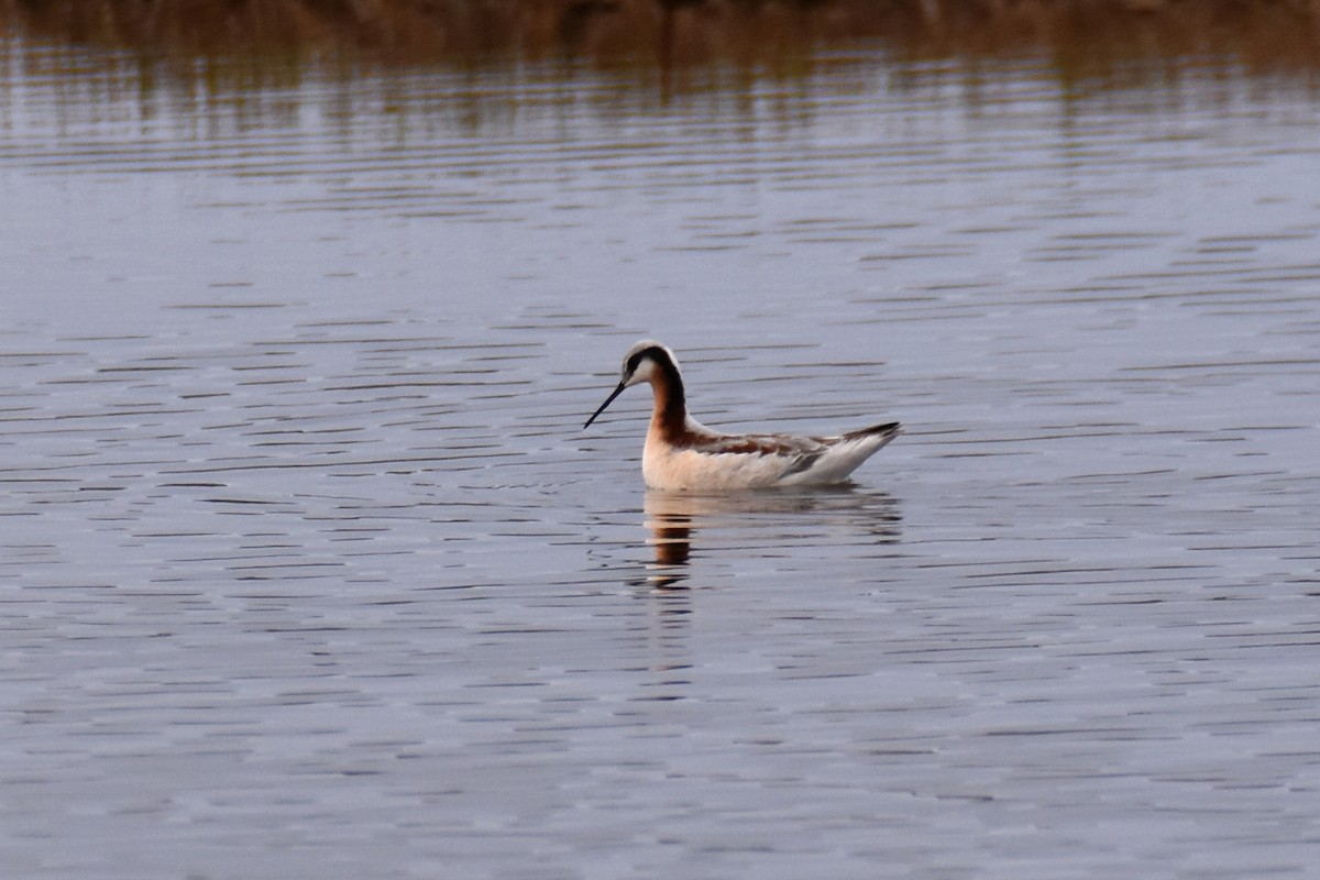 Wilson's Phalarope - ML618589113