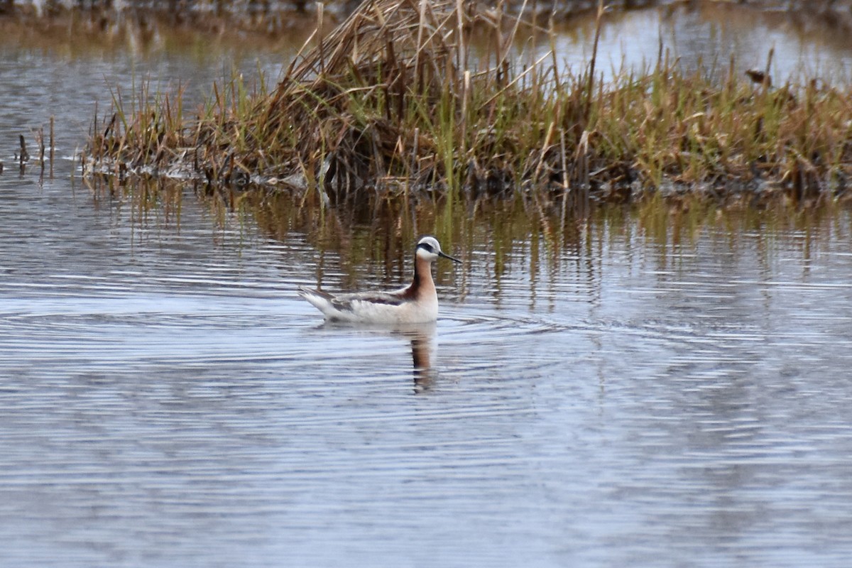 Wilson's Phalarope - ML618589114