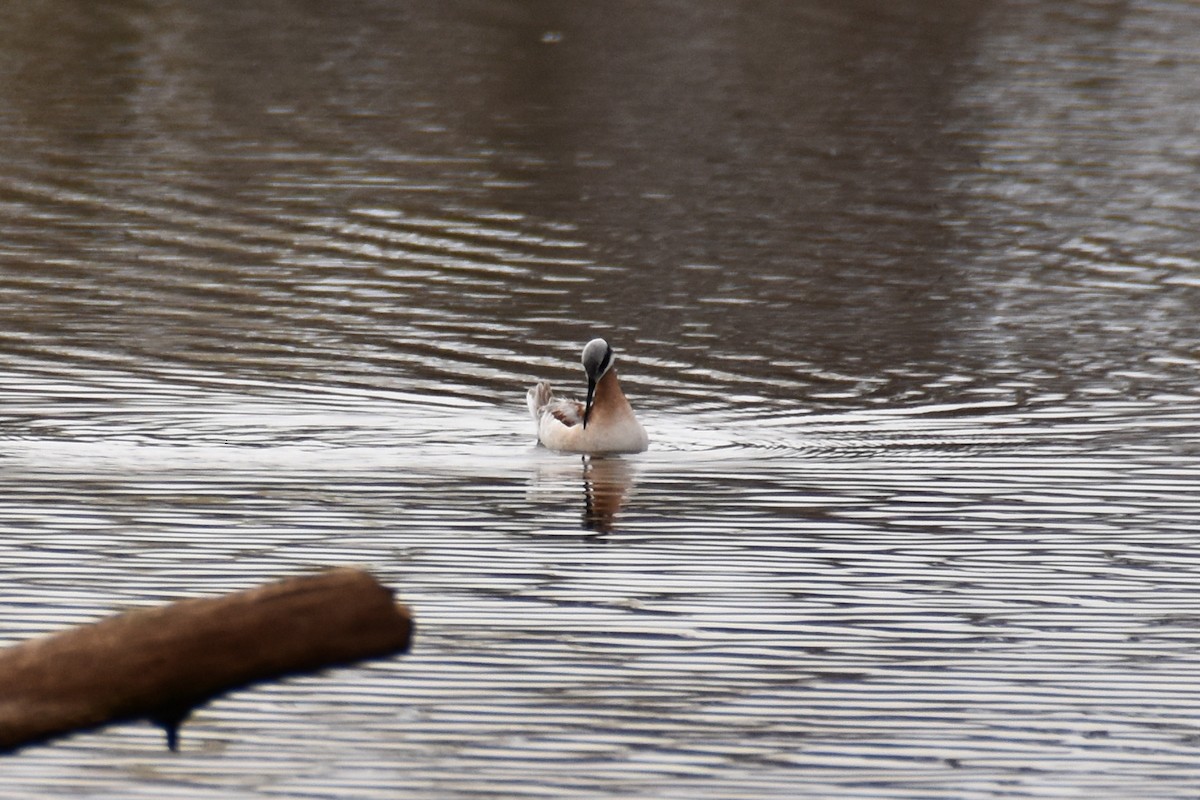 Wilson's Phalarope - ML618589116