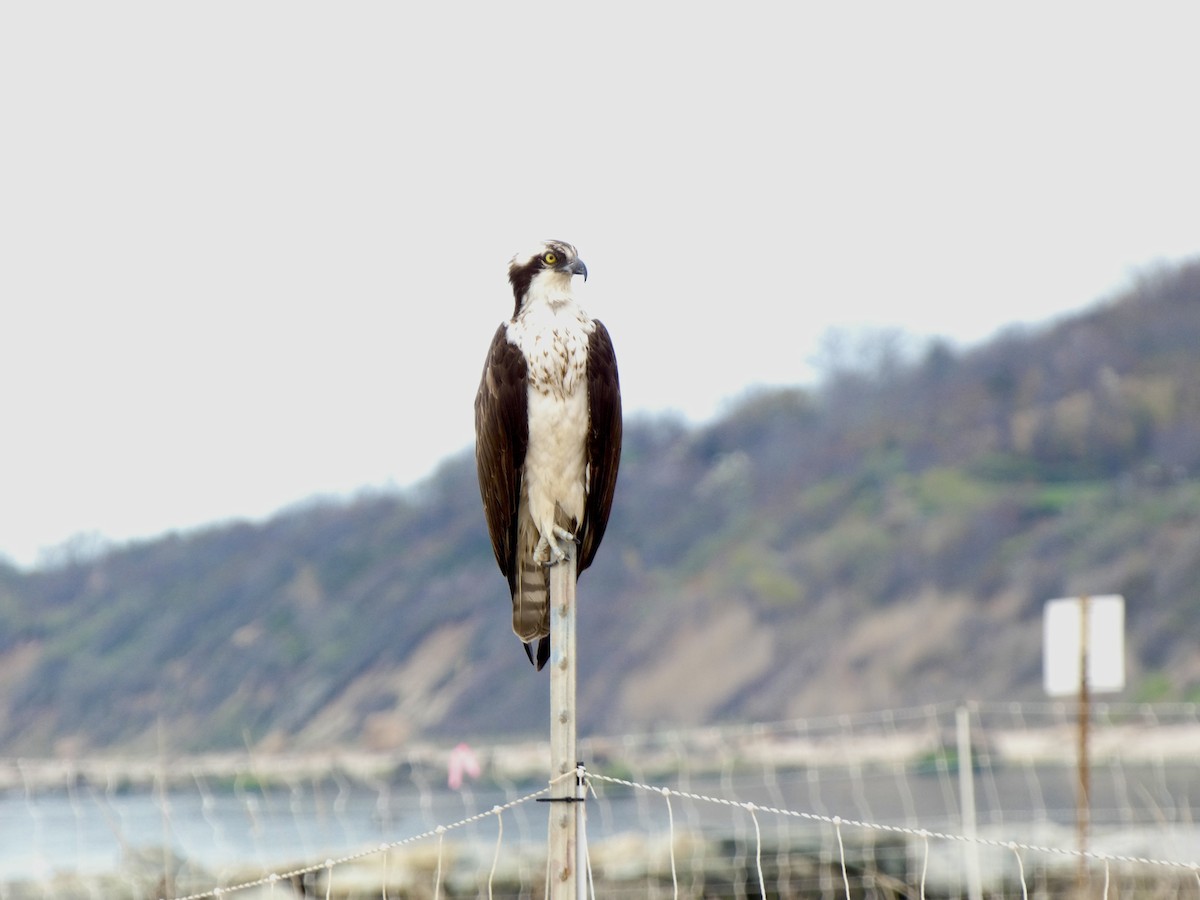 Osprey - Keith Jaret Klein