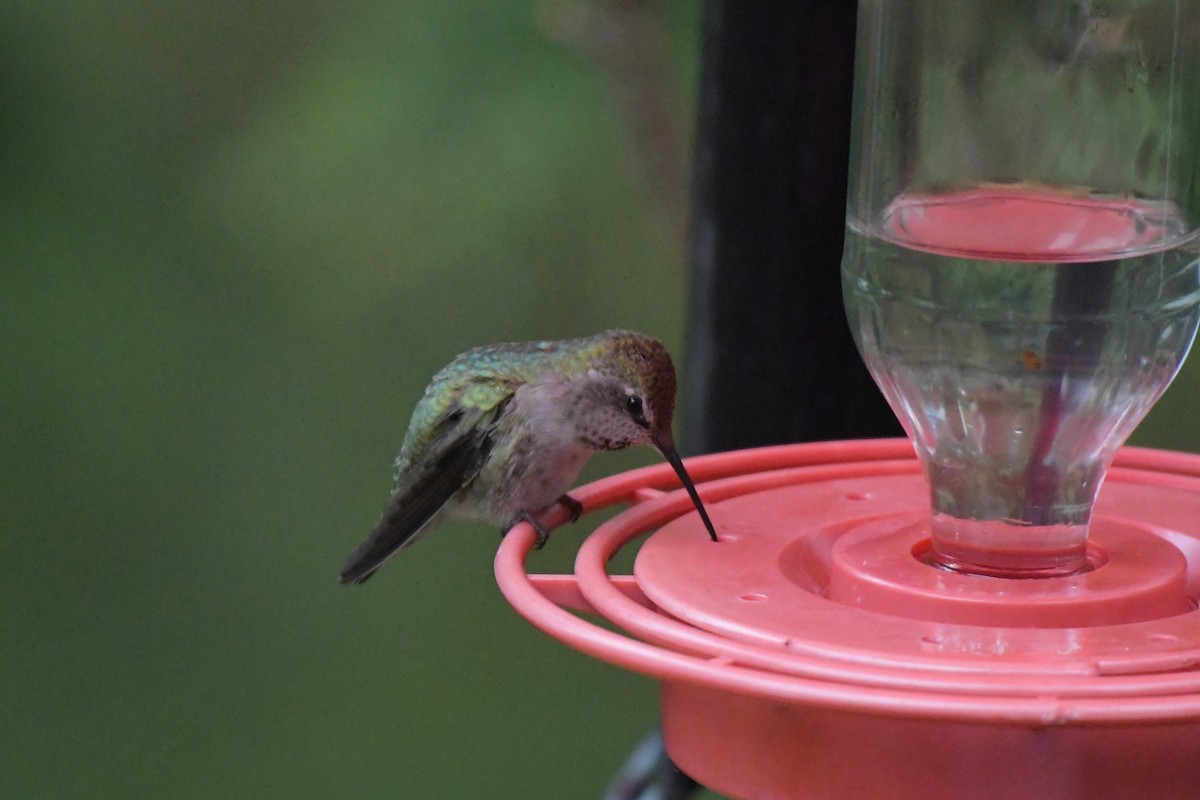 Anna's Hummingbird - ML618589191