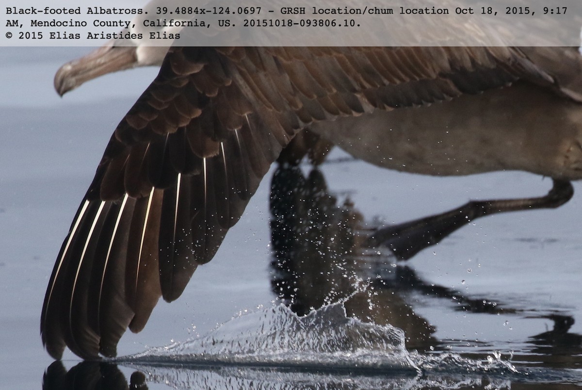 Black-footed Albatross - ML618589206