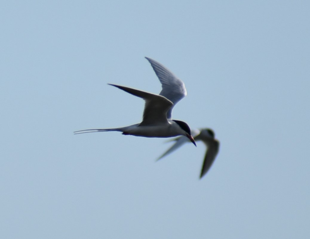 Forster's Tern - ML618589213
