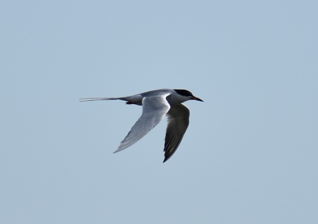 Forster's Tern - ML618589214