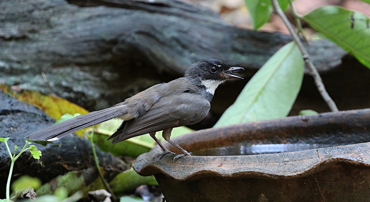 Malaysian Pied-Fantail - ML618589226