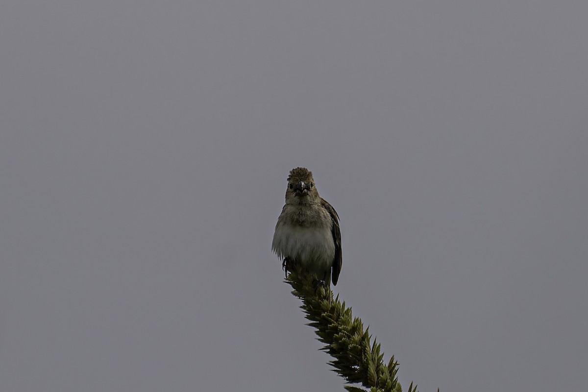 Chestnut-throated Seedeater - George Roussey