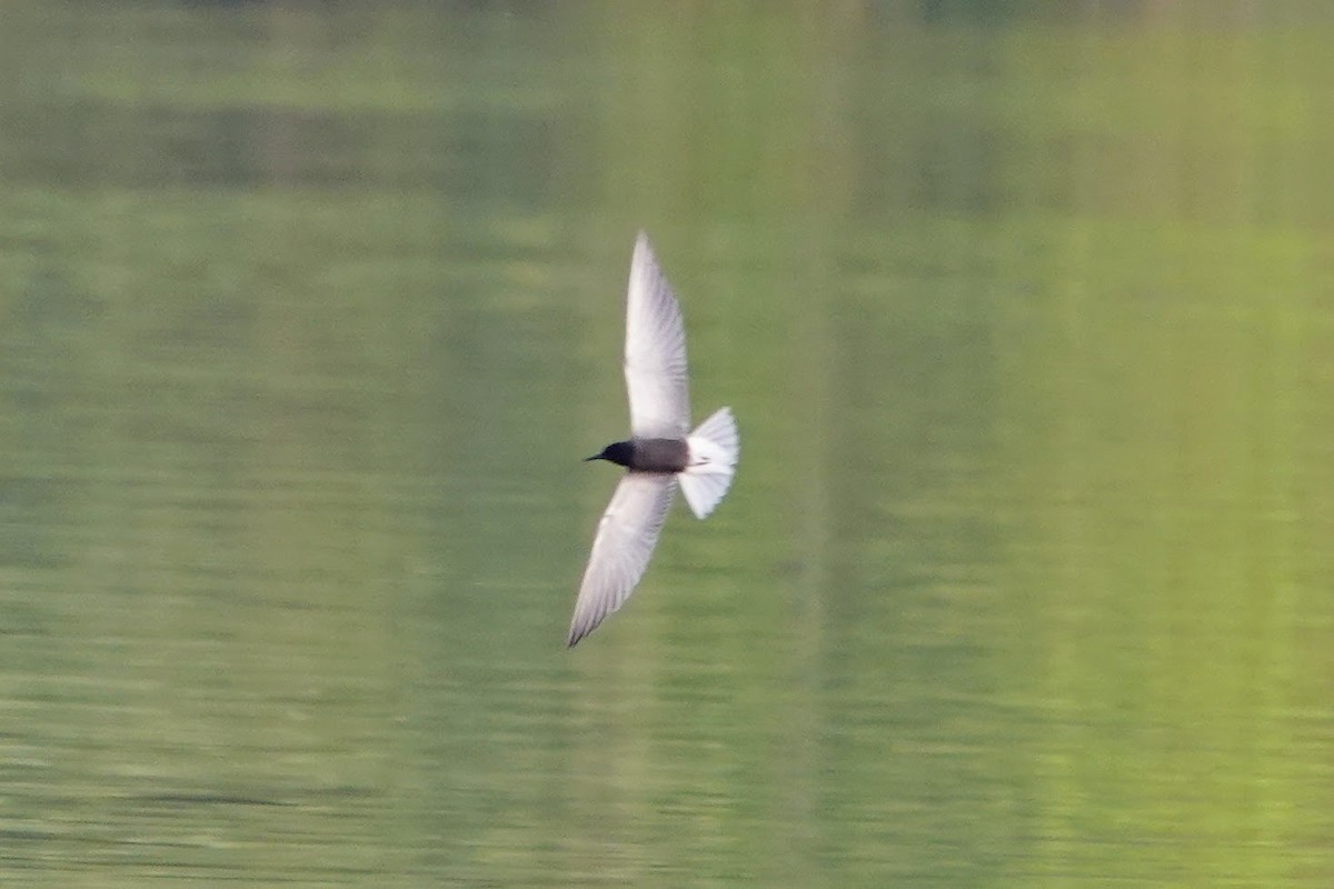 Black Tern - Linda Hamp