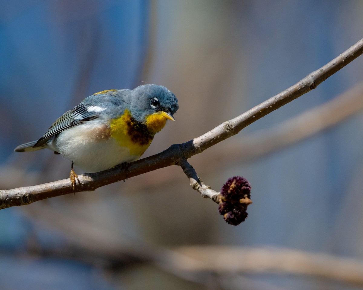 Northern Parula - Beth Miller