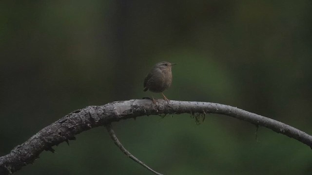 Pacific Wren - ML618589361