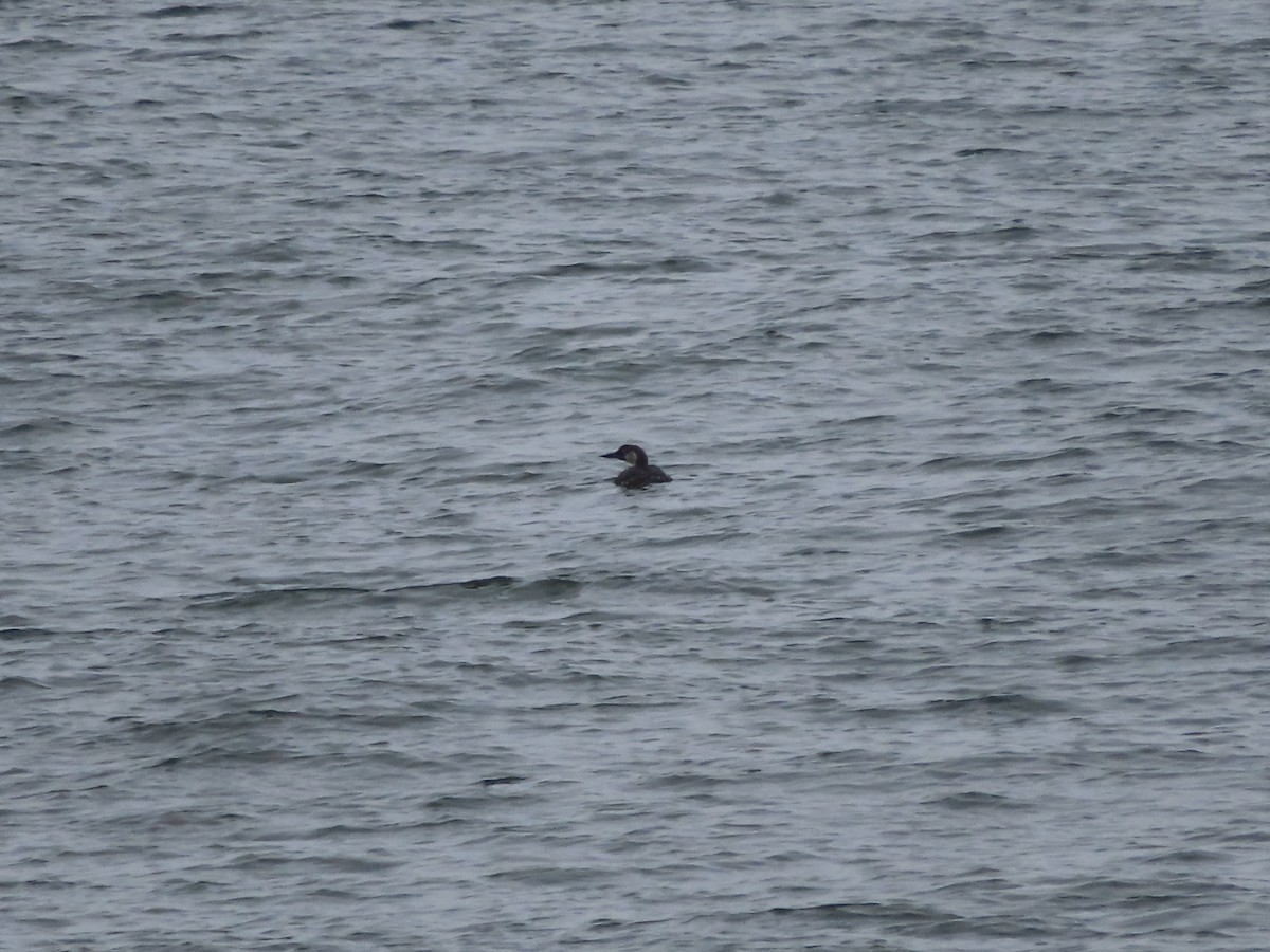 Common Loon - ML618589375