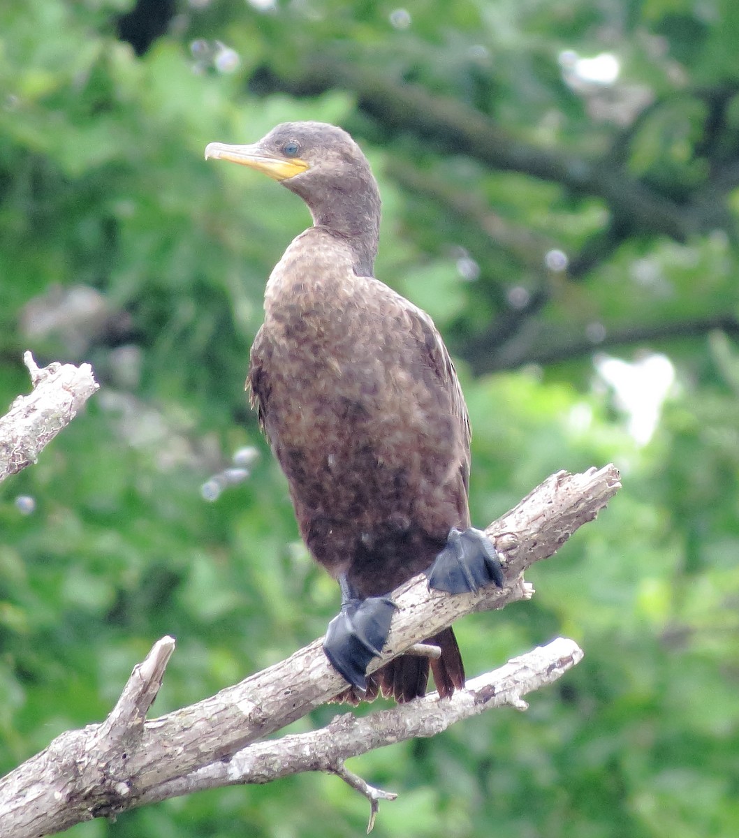 Neotropic Cormorant - ML618589409