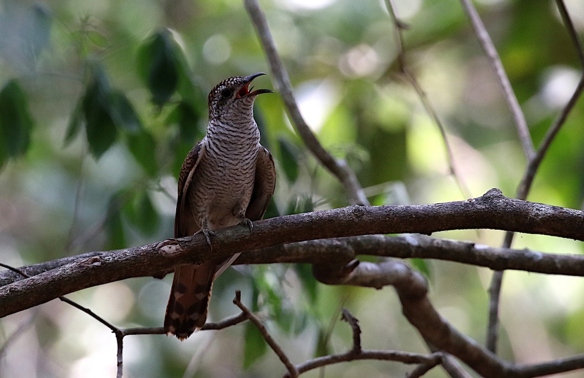 Banded Bay Cuckoo - Peter Ericsson