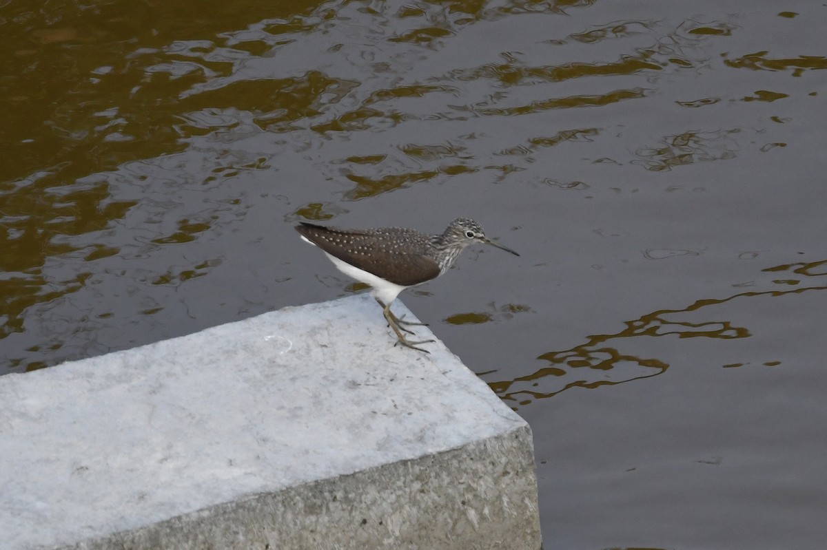 Green Sandpiper - ML618589419