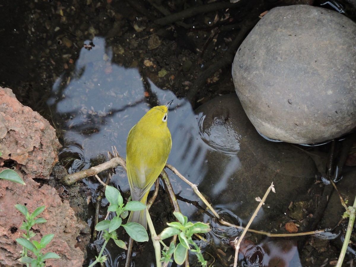 Southern Yellow White-eye - ML618589437