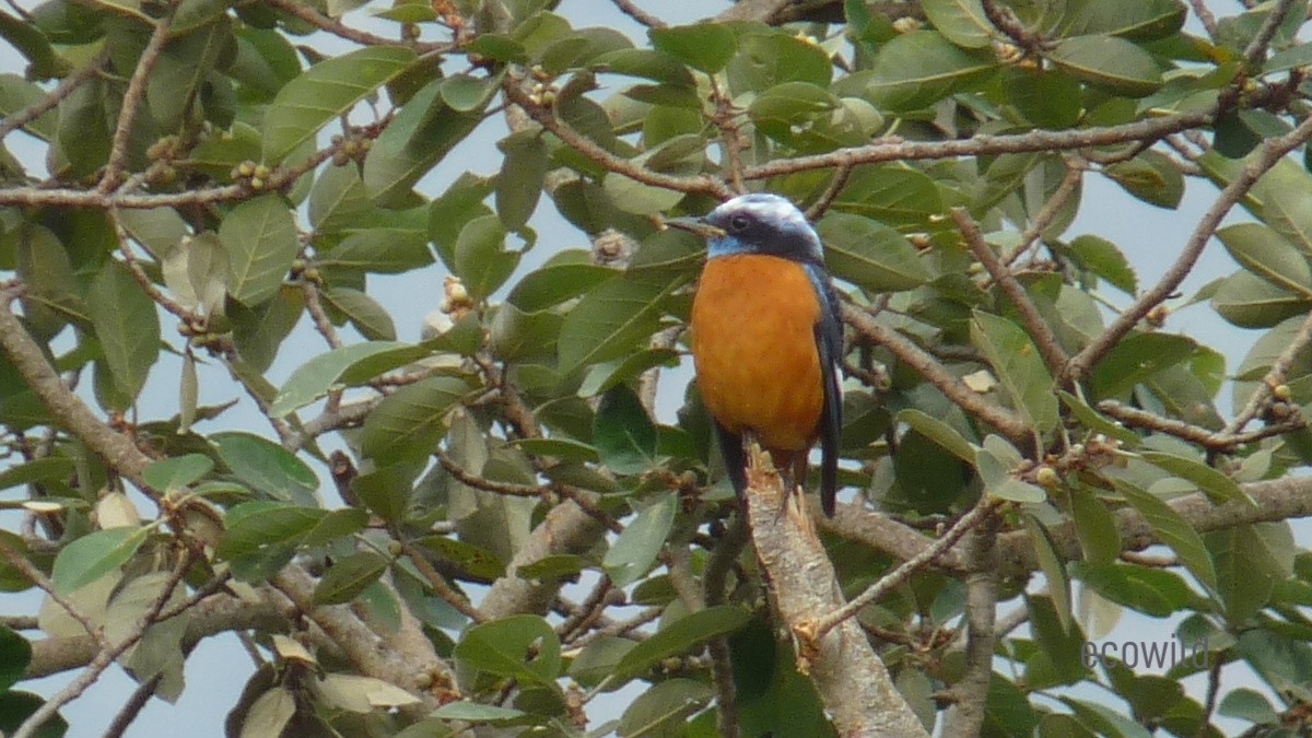 Blue-capped Rock-Thrush - ML618589462