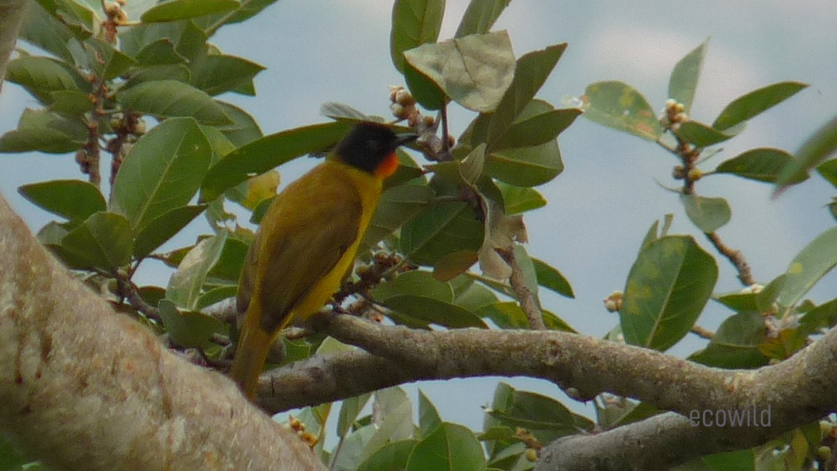 Flame-throated Bulbul - ML618589475