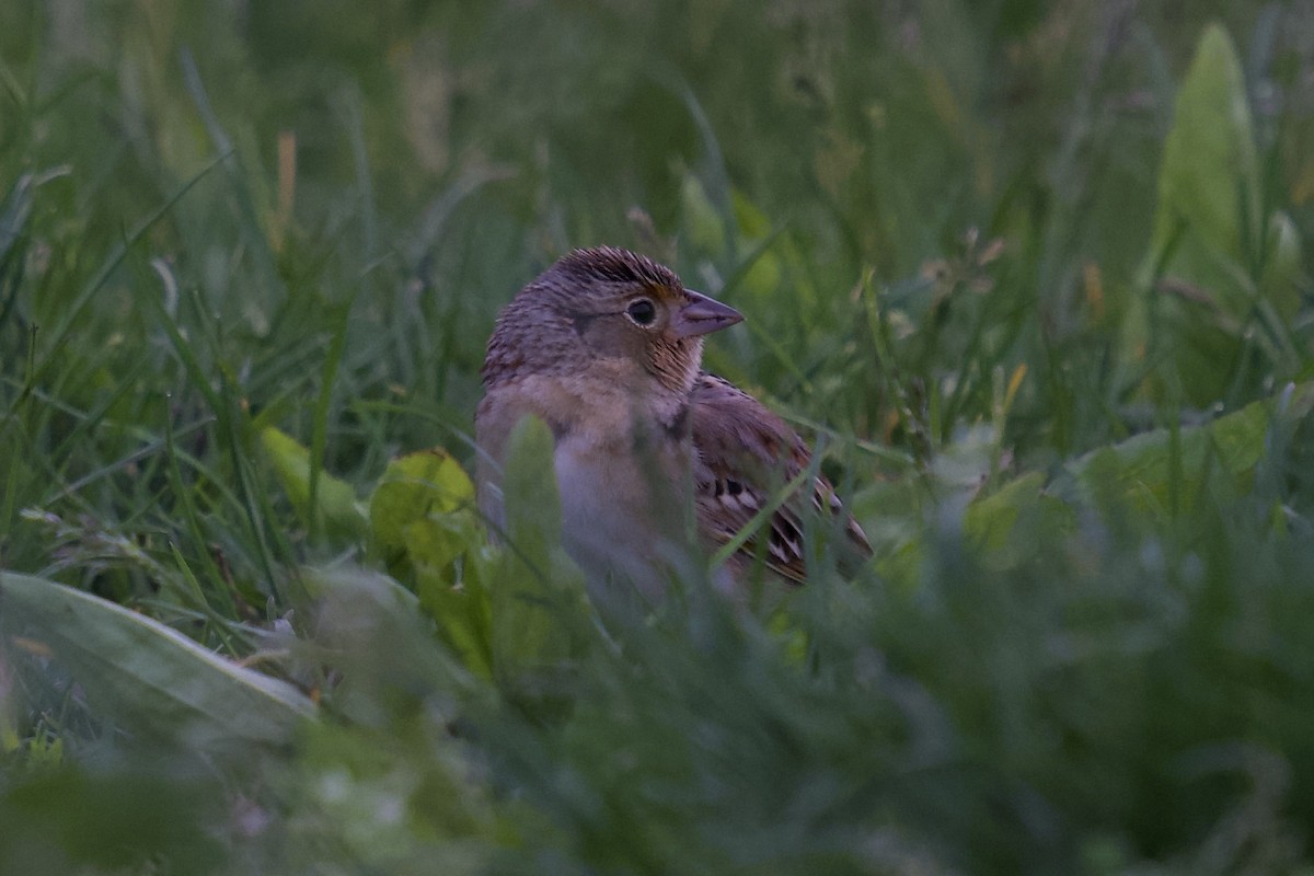 Grasshopper Sparrow - ML618589494