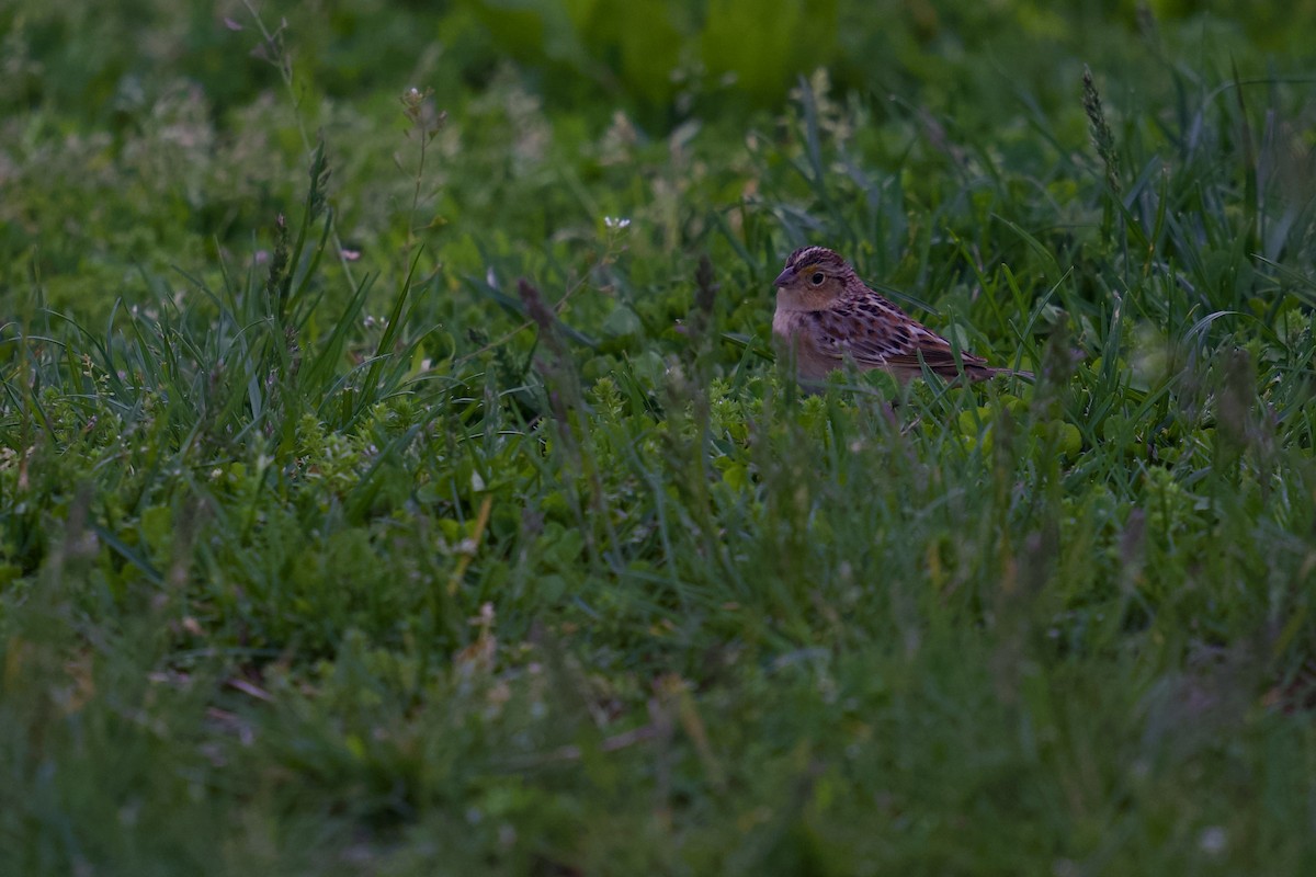 Grasshopper Sparrow - ML618589495