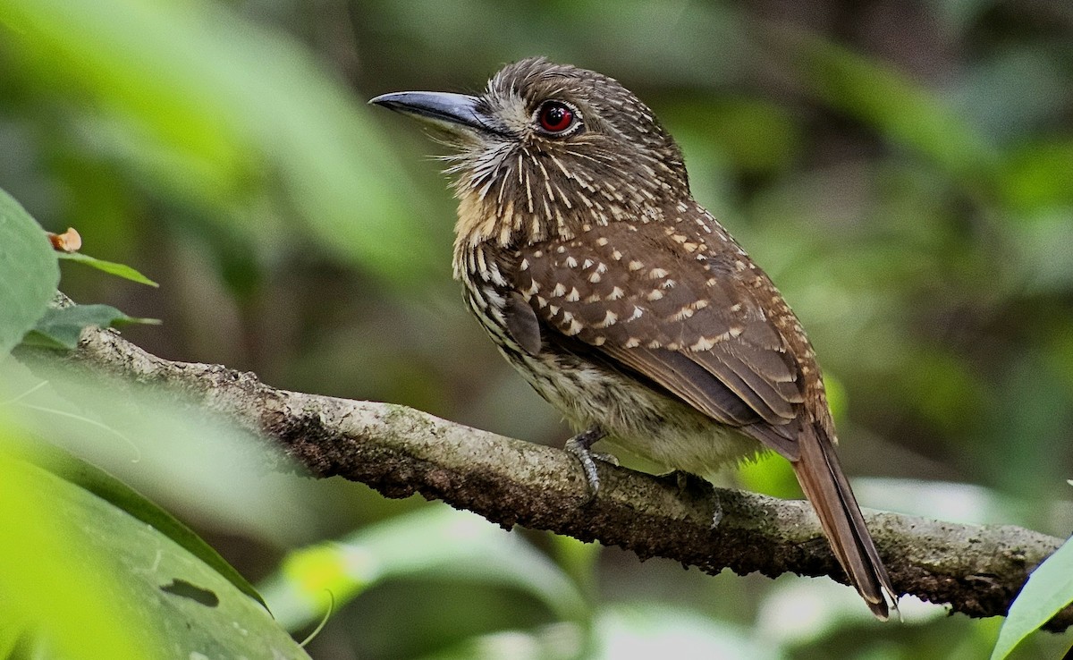 White-whiskered Puffbird - ML618589500