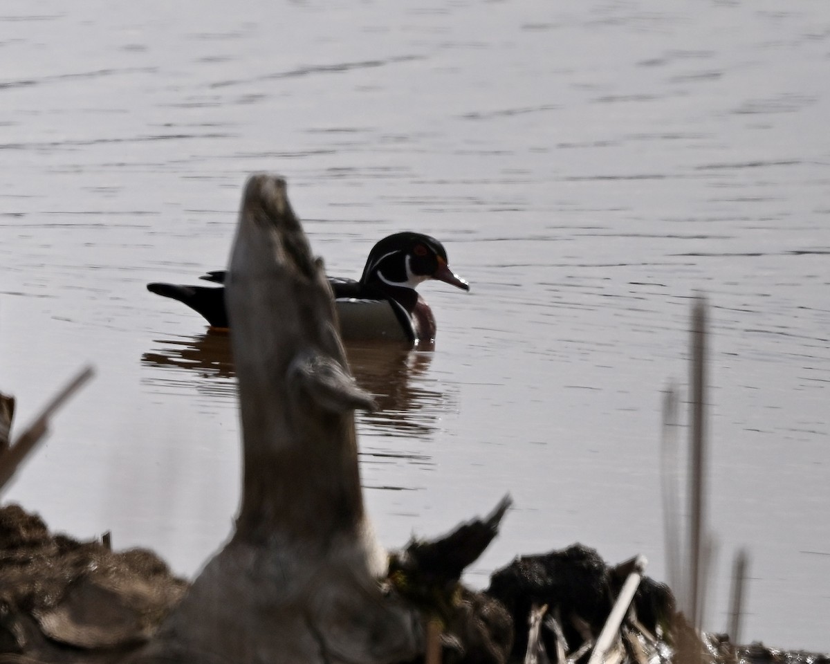 Wood Duck - ML618589511