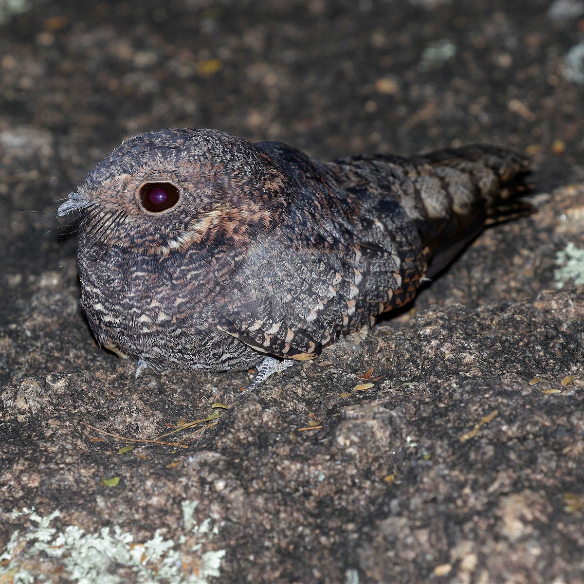 Band-winged Nightjar (longirostris) - ML618589518