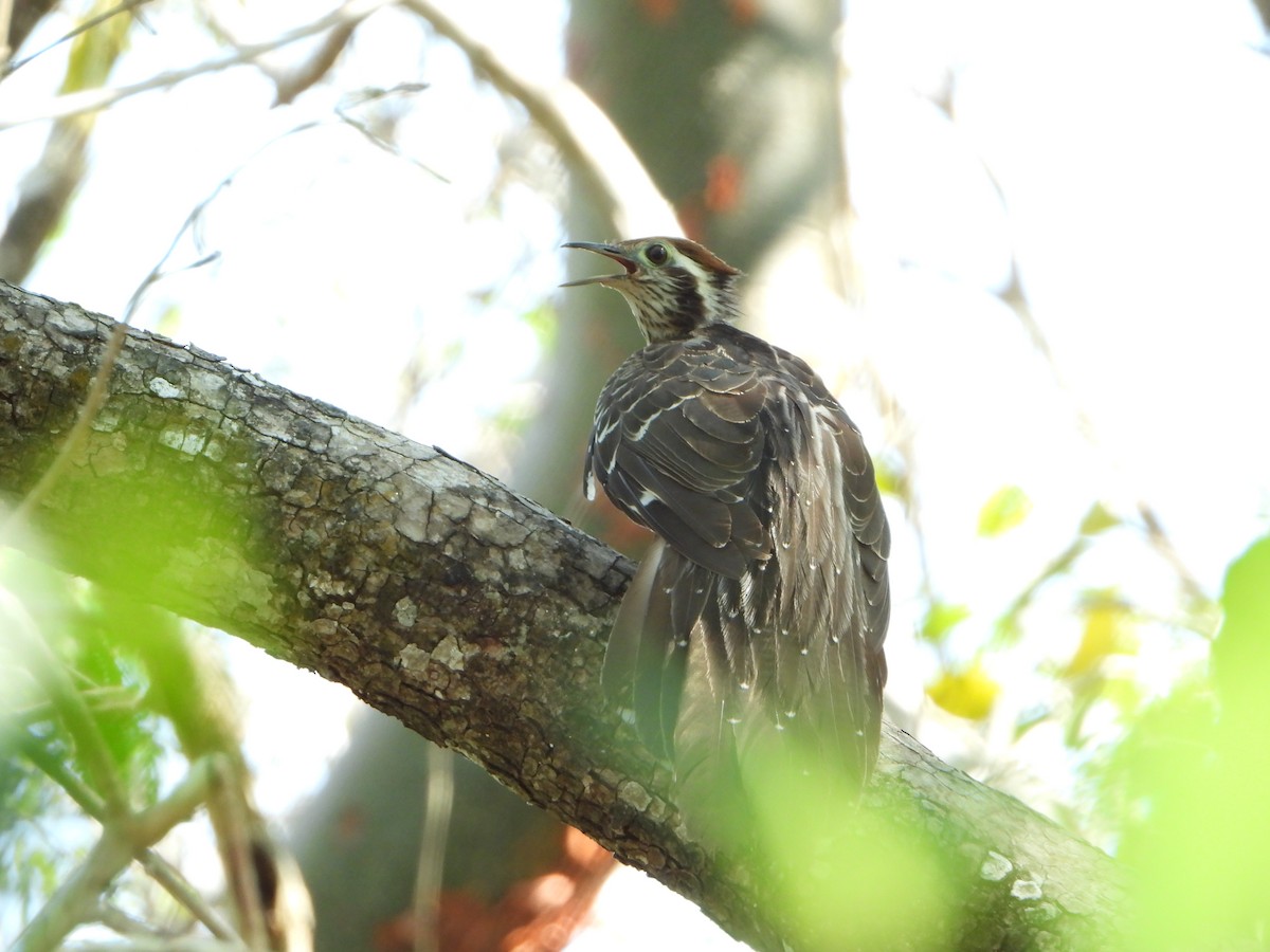 Pheasant Cuckoo - Angel Castillo Birdwatching Guide