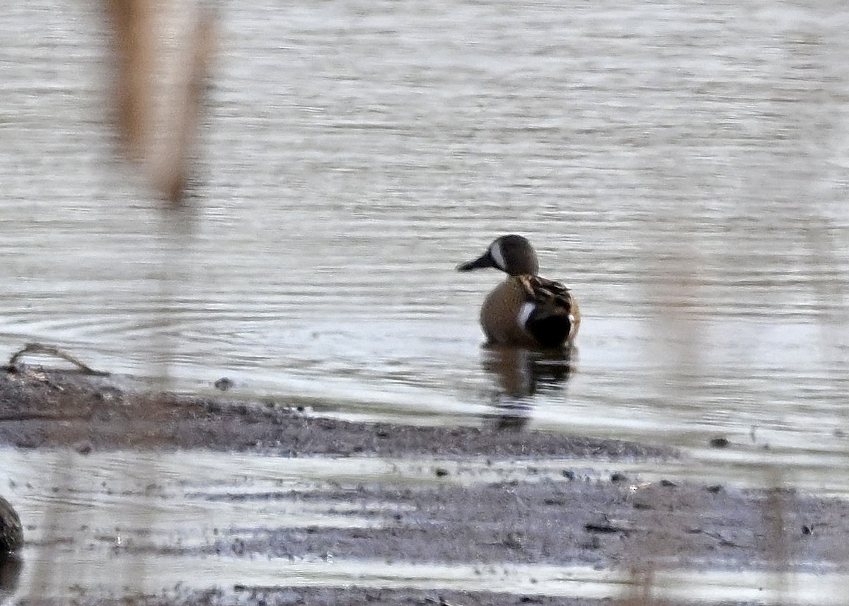 Blue-winged Teal - ML618589557