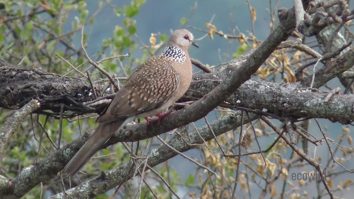 Spotted Dove - Mohan Raj K.